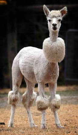 アルパカの画像に癒されよう