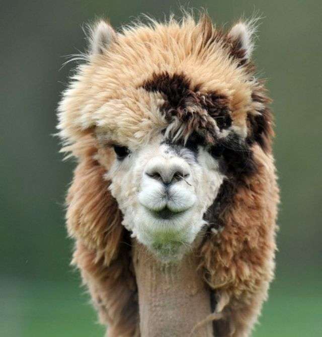 アルパカの画像に癒されよう