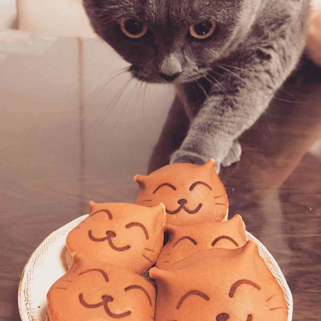 ガルちゃん猫カフェ18号店 開店しました♪ (初めての方も大歓迎！)