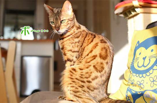 ガルちゃん猫カフェ18号店 開店しました♪ (初めての方も大歓迎！)