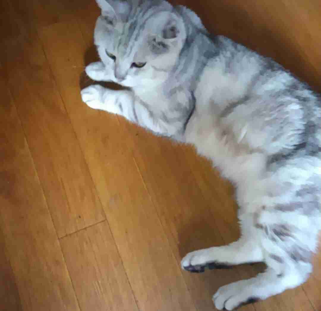 ガルちゃん猫カフェ18号店 開店しました♪ (初めての方も大歓迎！)