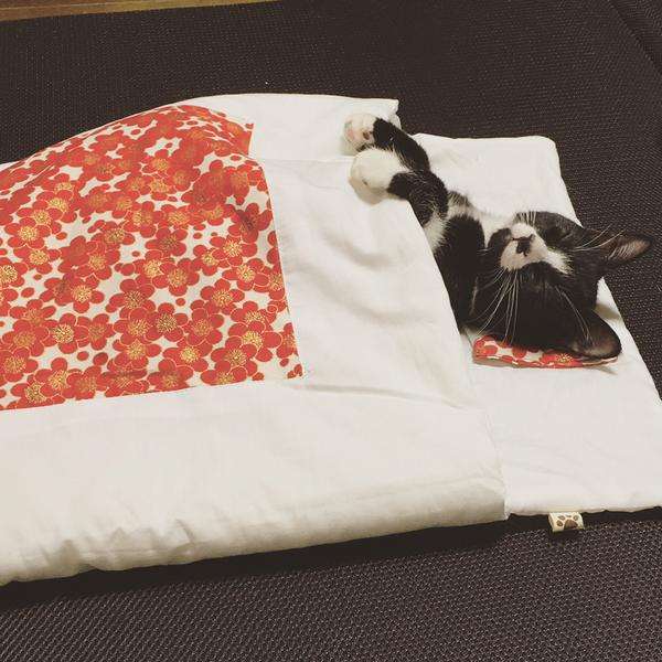ガルちゃん猫カフェ18号店 開店しました♪ (初めての方も大歓迎！)