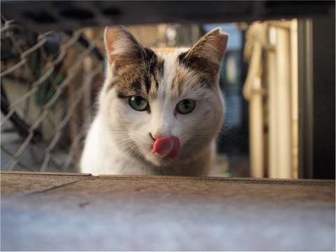 ガルちゃん猫カフェ18号店 開店しました♪ (初めての方も大歓迎！)