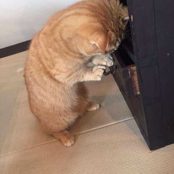 ガルちゃん猫カフェ18号店 開店しました♪ (初めての方も大歓迎！)