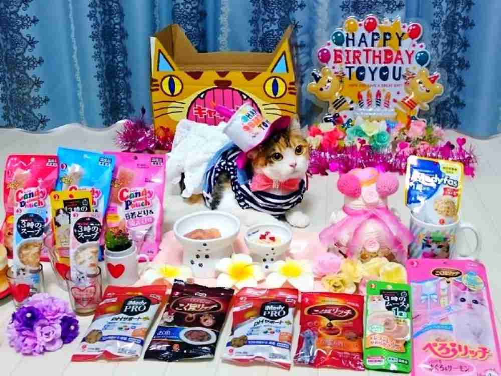 ガルちゃん猫カフェ18号店 開店しました♪ (初めての方も大歓迎！)