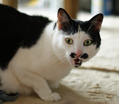 ガルちゃん猫カフェ18号店 開店しました♪ (初めての方も大歓迎！)