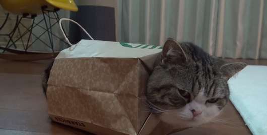 ガルちゃん猫カフェ18号店 開店しました♪ (初めての方も大歓迎！)