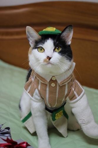 ガルちゃん猫カフェ18号店 開店しました♪ (初めての方も大歓迎！)