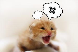 ガルちゃん猫カフェ18号店 開店しました♪ (初めての方も大歓迎！)