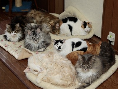 ガルちゃん猫カフェ18号店 開店しました♪ (初めての方も大歓迎！)