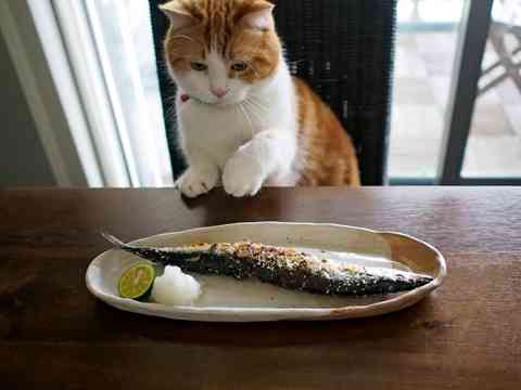 ガルちゃん猫カフェ18号店 開店しました♪ (初めての方も大歓迎！)