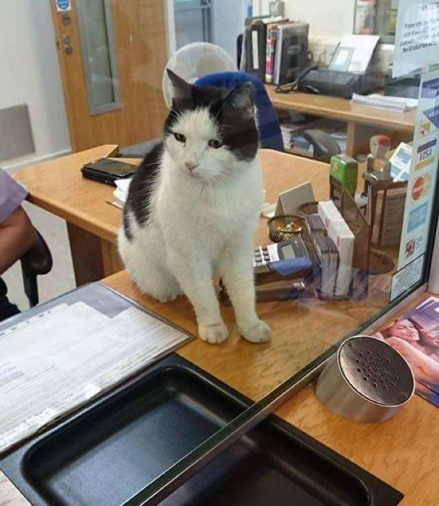 ガルちゃん猫カフェ18号店 開店しました♪ (初めての方も大歓迎！)