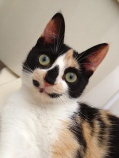 ガルちゃん猫カフェ18号店 開店しました♪ (初めての方も大歓迎！)
