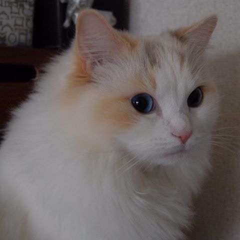 ガルちゃん猫カフェ18号店 開店しました♪ (初めての方も大歓迎！)