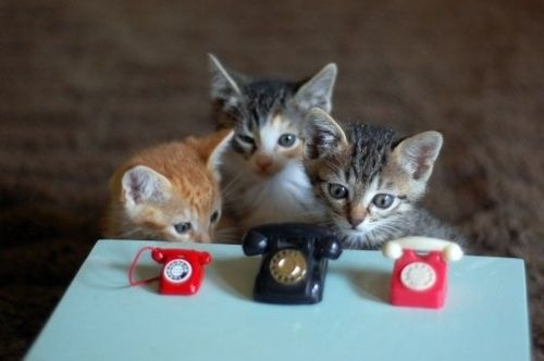 ガルちゃん猫カフェ18号店 開店しました♪ (初めての方も大歓迎！)