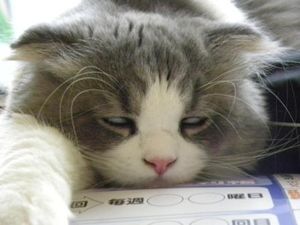ガルちゃん猫カフェ18号店 開店しました♪ (初めての方も大歓迎！)