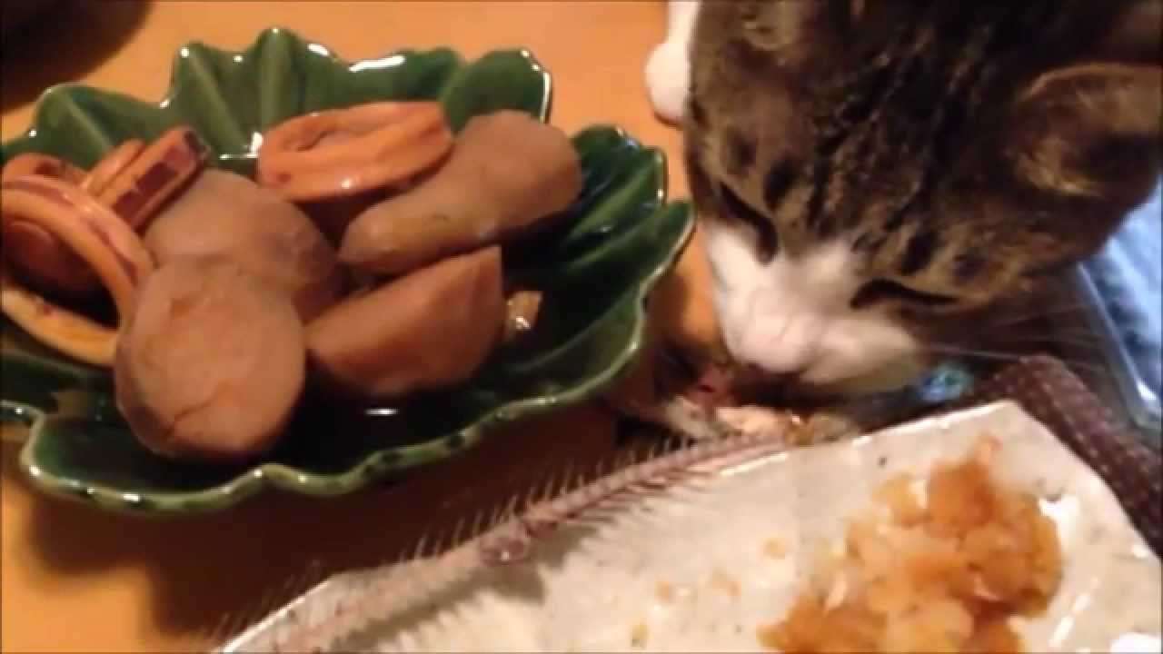ガルちゃん猫カフェ18号店 開店しました♪ (初めての方も大歓迎！)
