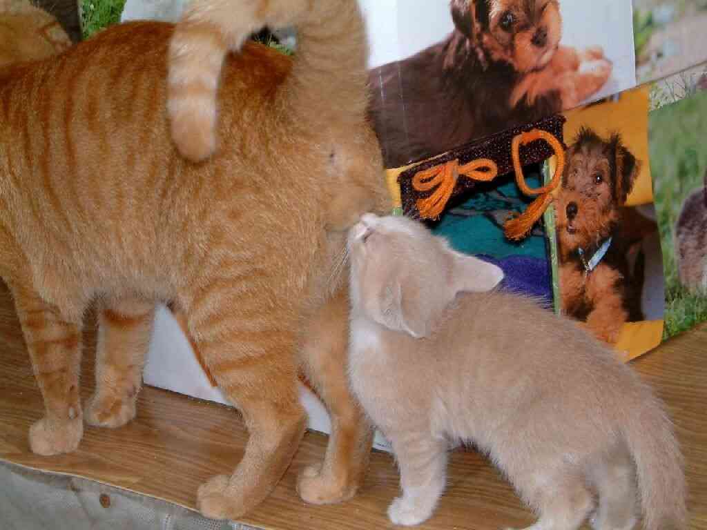 ガルちゃん猫カフェ18号店 開店しました♪ (初めての方も大歓迎！)
