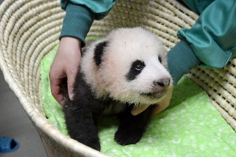 【画像】動物の子供達