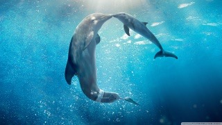 【画像】動物の子供達