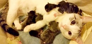 【画像】動物の子供達