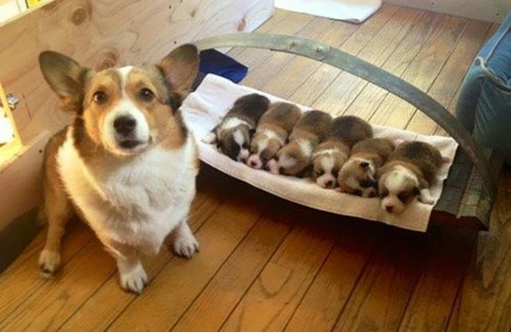 【画像】動物の子供達