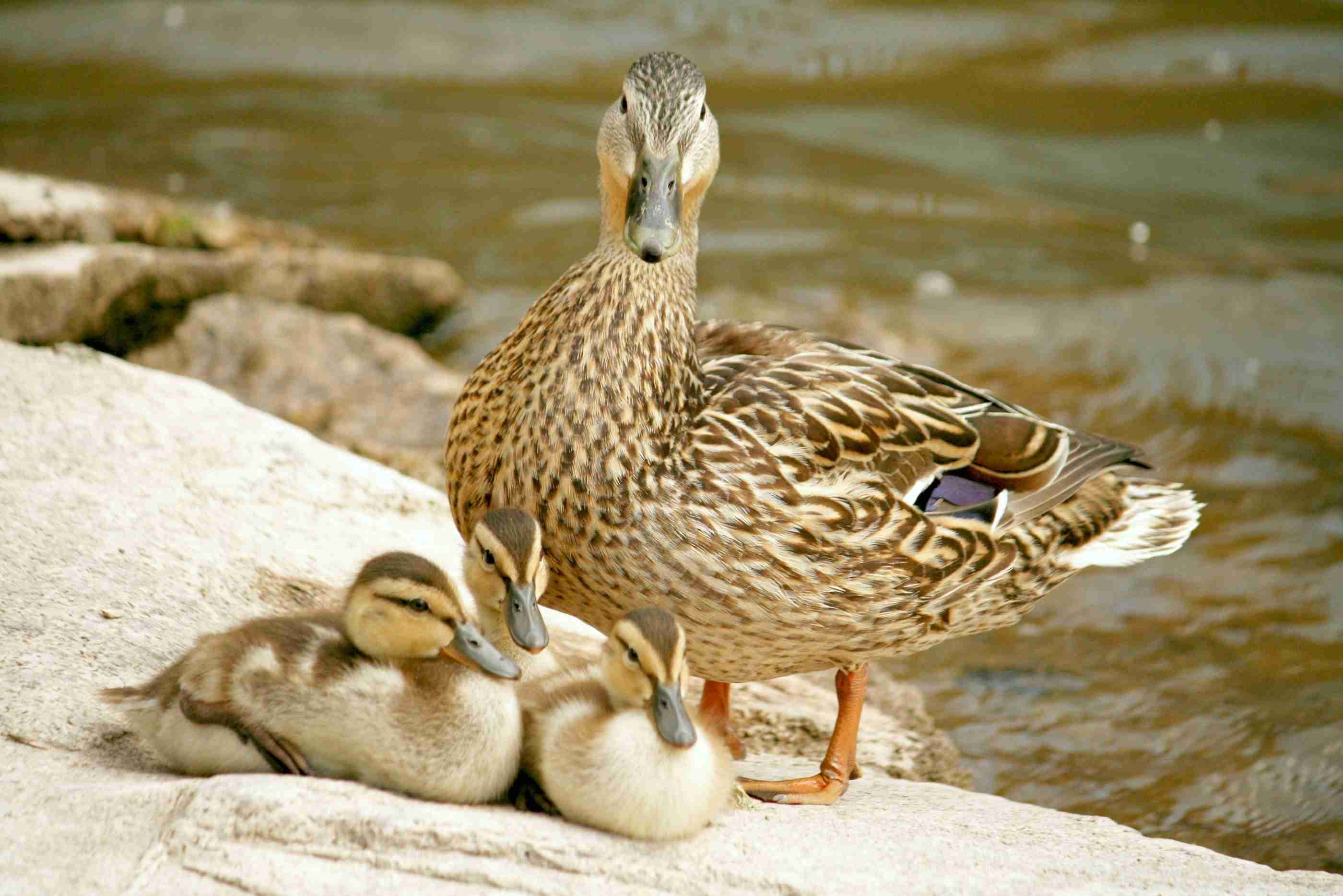 【画像】動物の子供達