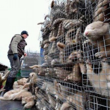 今年購入したファーアイテム