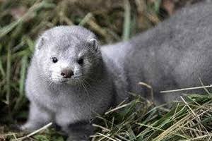 今年購入したファーアイテム