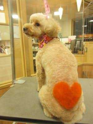 ペットの飼い主 マナー