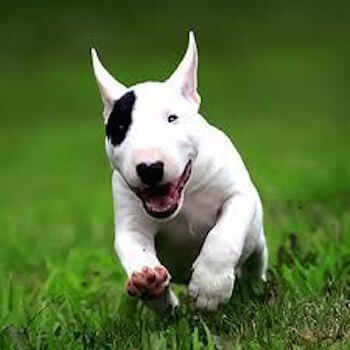 麻薬ドキュメンタリー番組の撮影中、「コカインの塊」を食べた犬が凶暴化！ 飼い主を噛み殺してしまう事件に発展