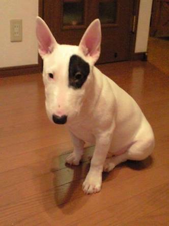 麻薬ドキュメンタリー番組の撮影中、「コカインの塊」を食べた犬が凶暴化！ 飼い主を噛み殺してしまう事件に発展