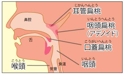 扁桃腺の弱い人！