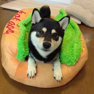 【スギちゃん】暑さ寒さも彼岸まで。秋に向かうぜぇ