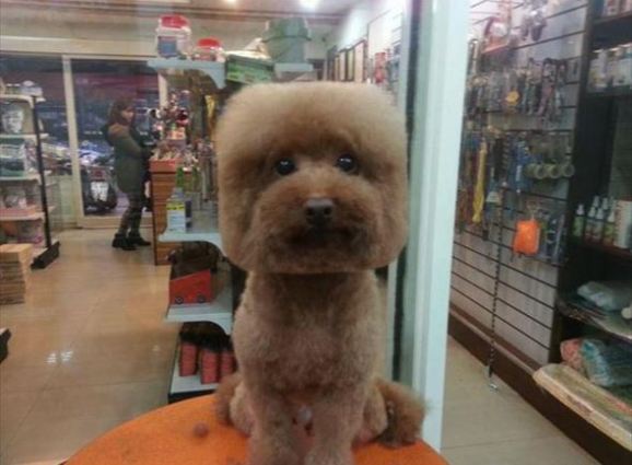 【ネタトピ】動物だけの○○会を開催