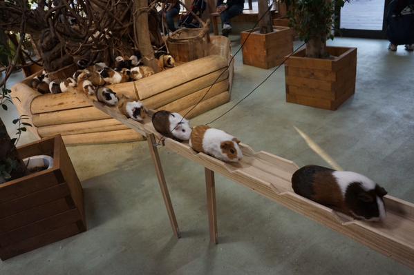 【ネタトピ】動物だけの○○会を開催