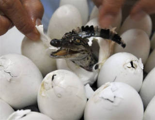 【ネタトピ】動物だけの○○会を開催