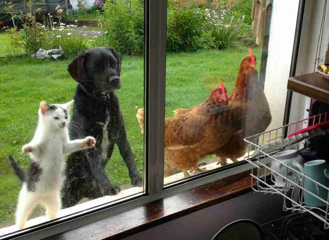【ネタトピ】動物だけの○○会を開催