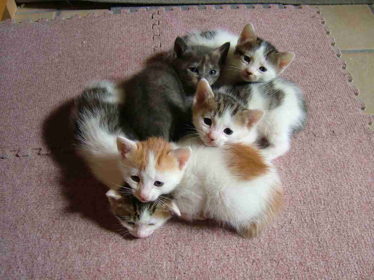 【ネタトピ】動物だけの○○会を開催