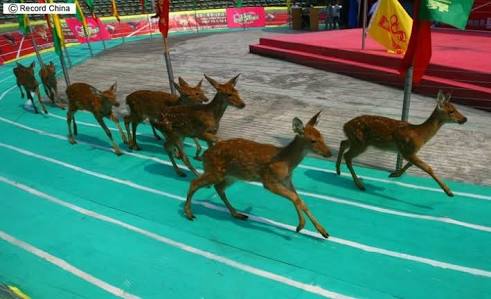 【ネタトピ】動物だけの○○会を開催