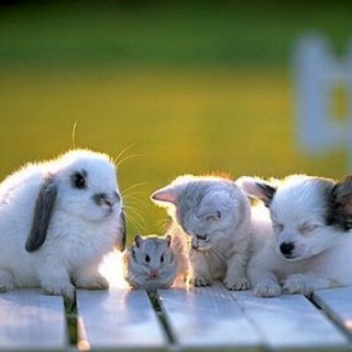 【ネタトピ】動物だけの○○会を開催