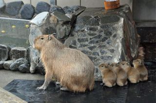 【ネタトピ】動物だけの○○会を開催
