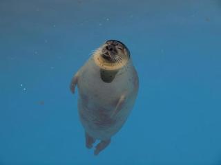 【ネタトピ】動物だけの○○会を開催