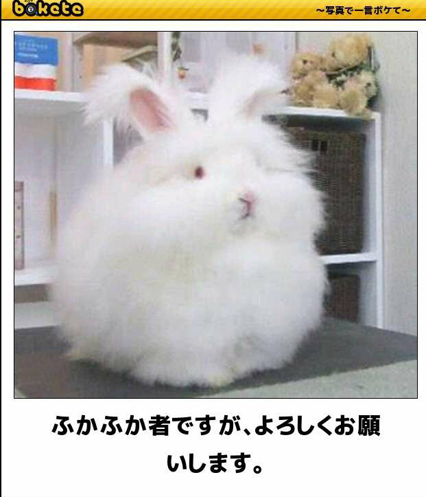 今年になってペットをお迎えした人