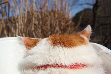 【画像】猫の後頭部が見たい