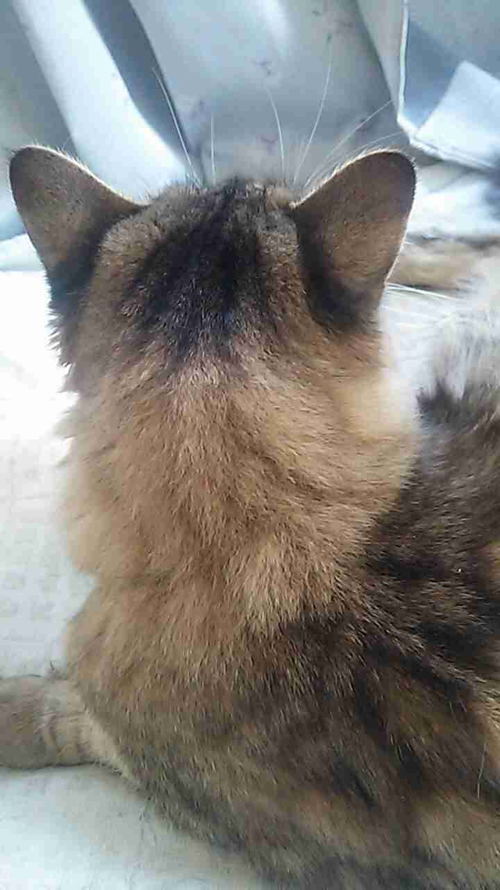 【画像】猫の後頭部が見たい