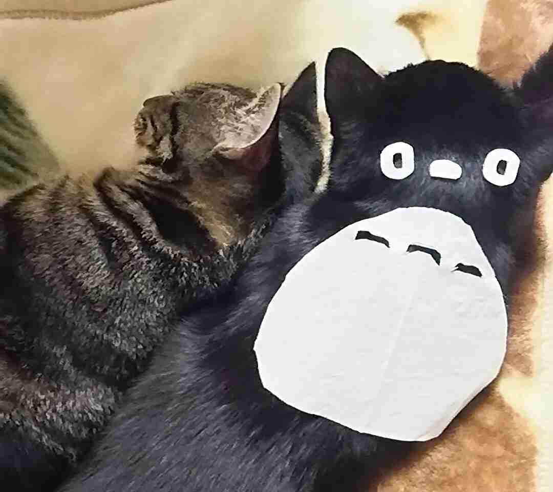 【画像】猫の後頭部が見たい