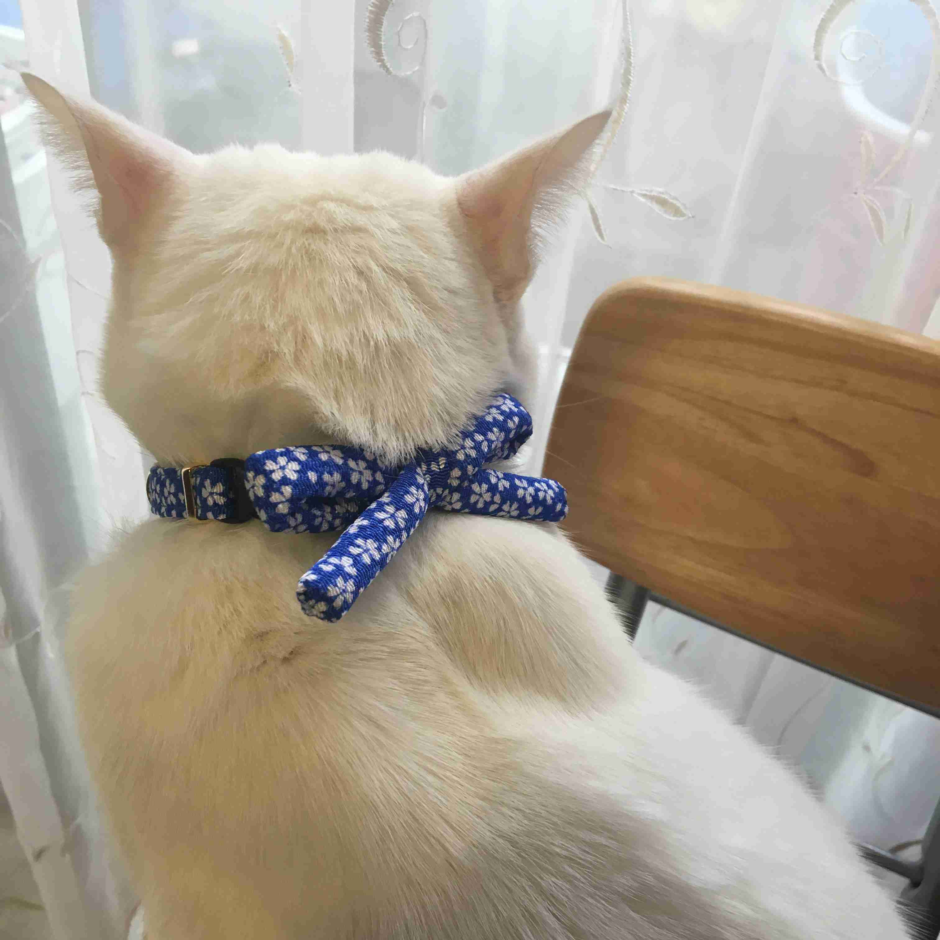 【画像】猫の後頭部が見たい