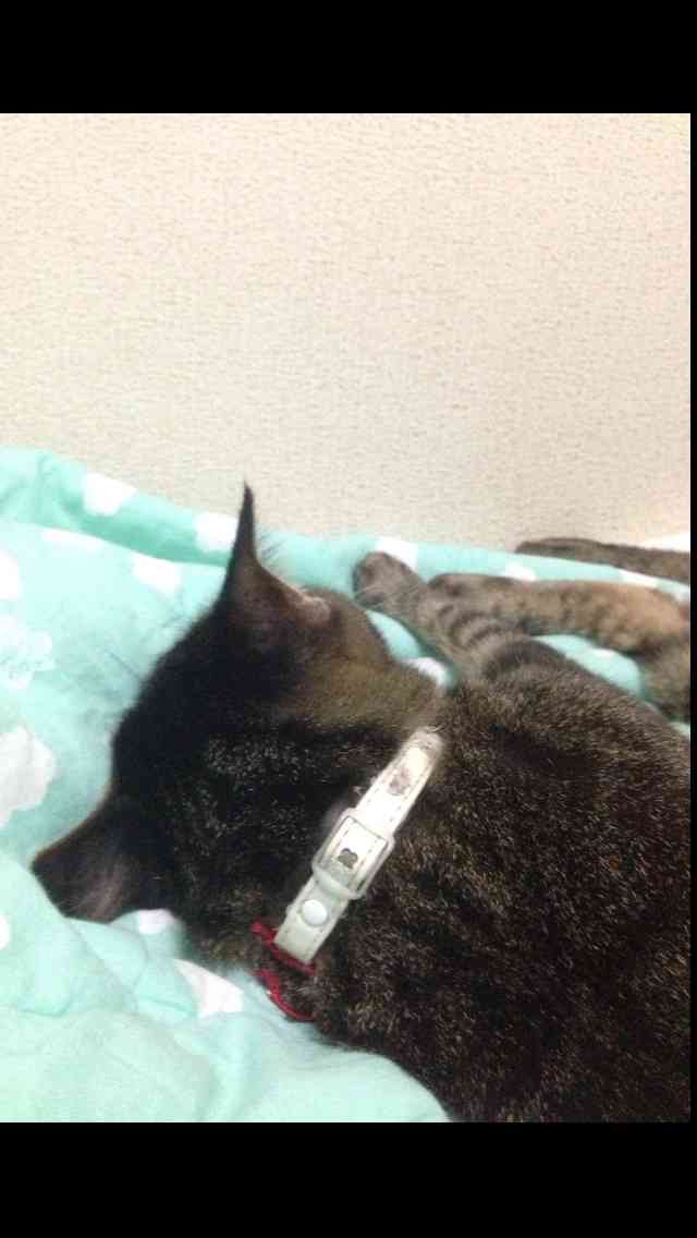 【画像】猫の後頭部が見たい