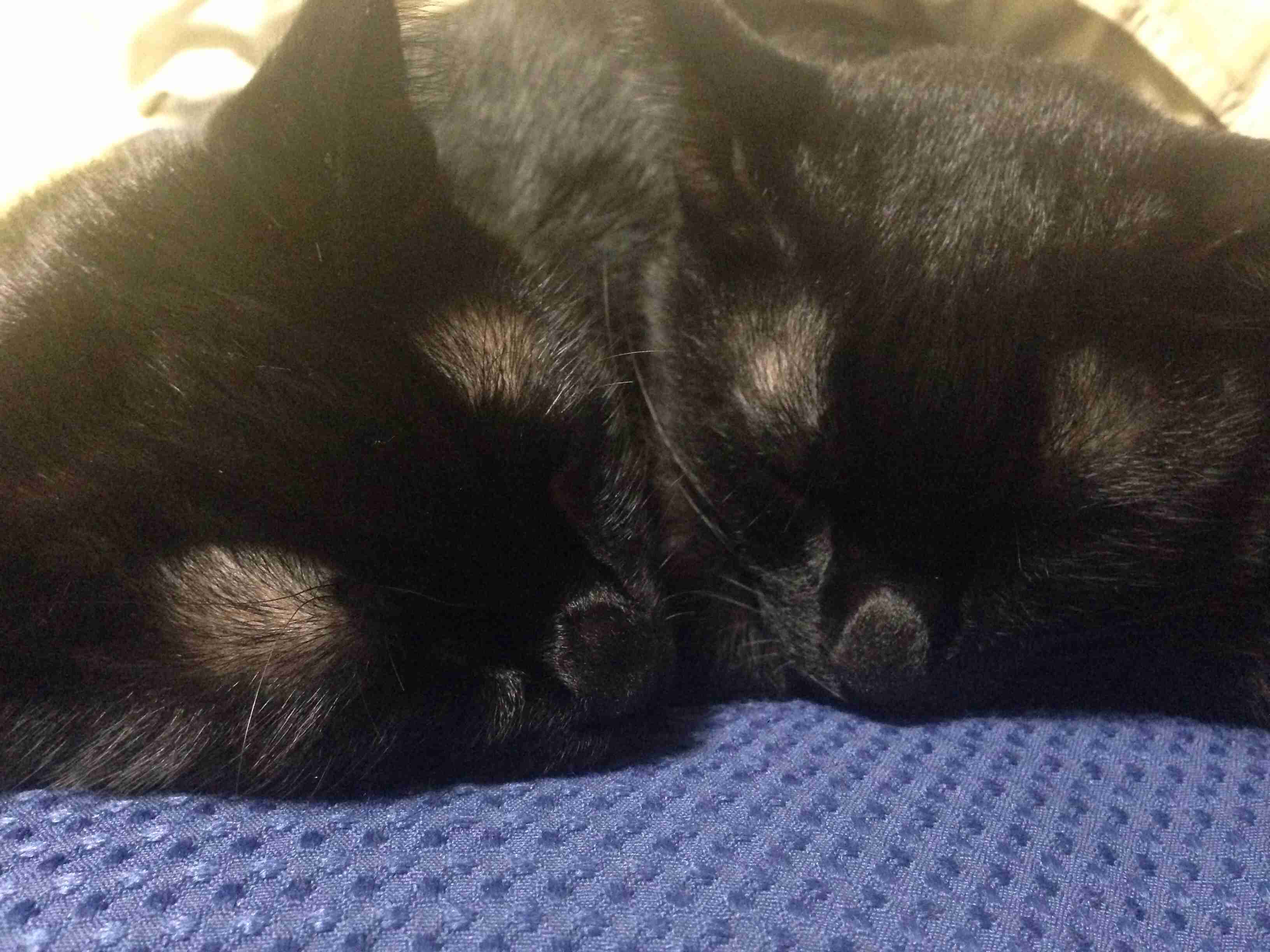 【画像】猫の後頭部が見たい